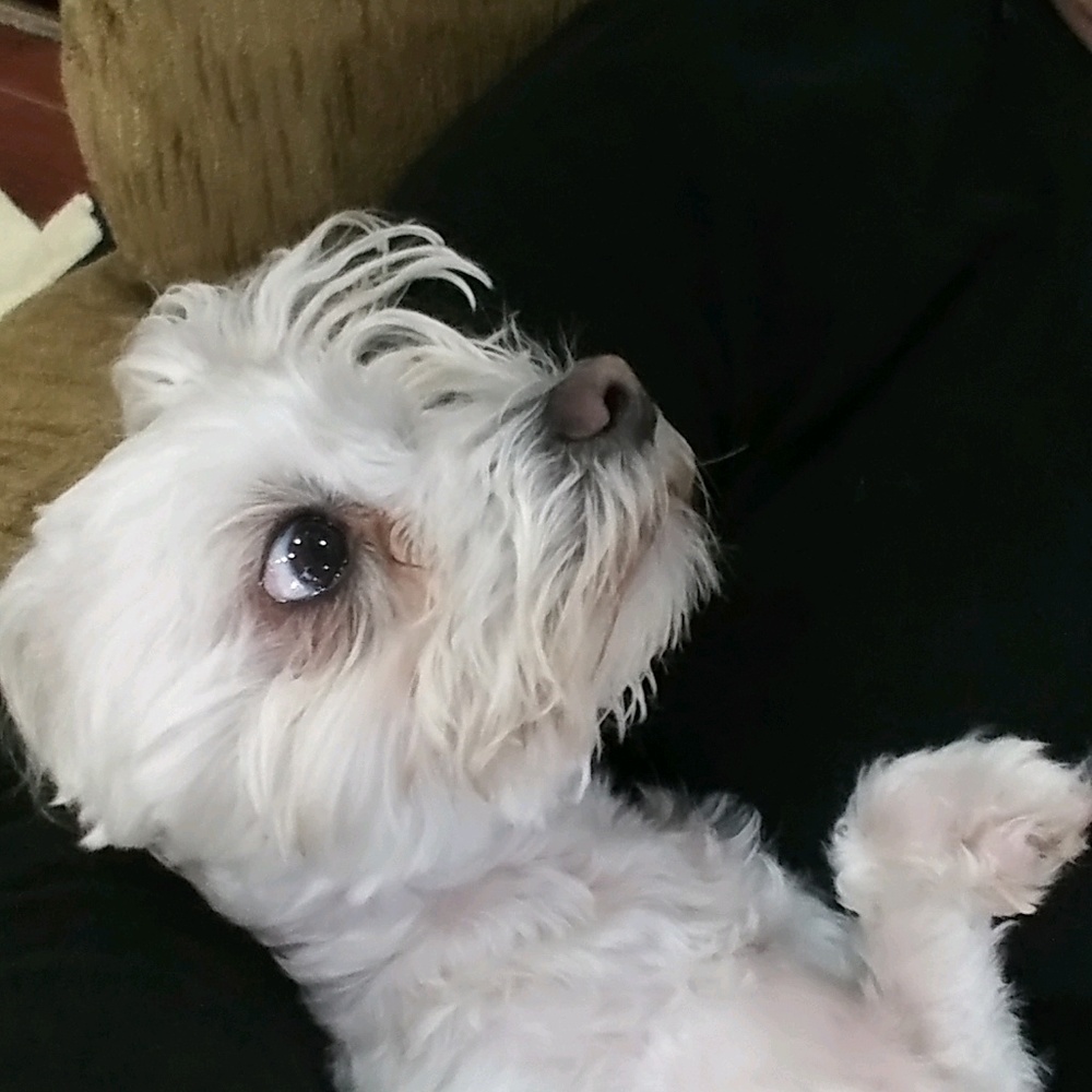 Meet your Posher, Sandy